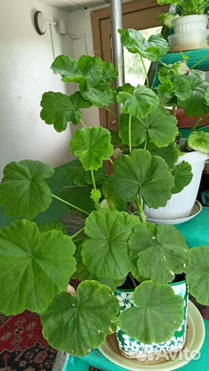 Герань пеларгония