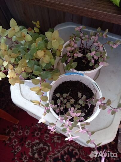 Коллизия,аптения,каланхоэ доктор