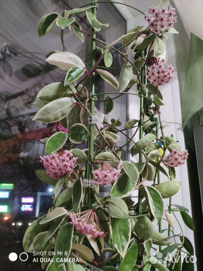 Хойя карноза Кримсон Квин