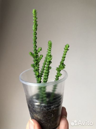 Крассула плауновидная (мускоза)