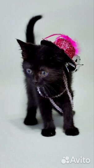 Котята ищут дом