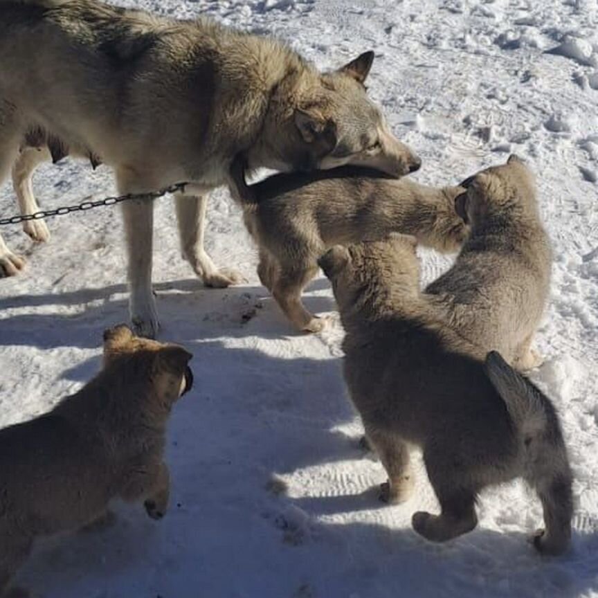 Щенки западно сибирской лайки