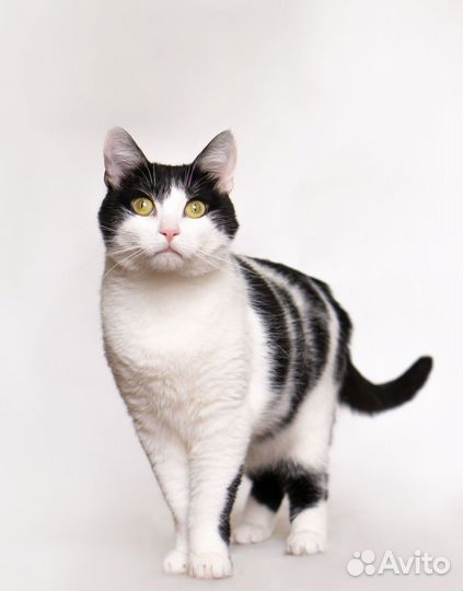 Шахматная королева Нюша в добрые руки