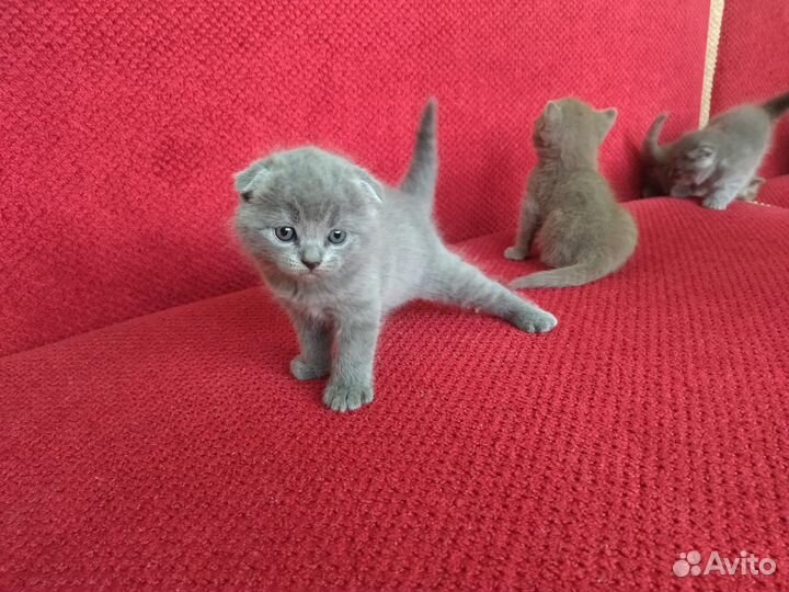 Шотландские котята