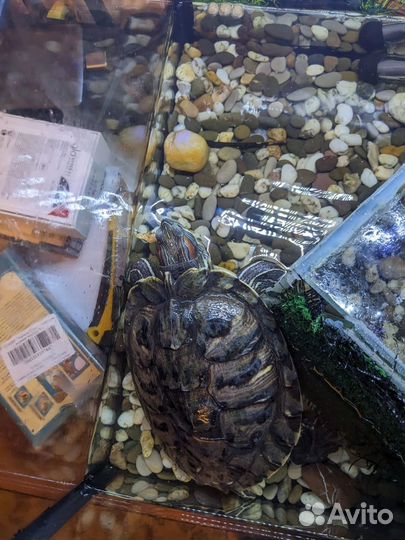 Красноухая черепаха