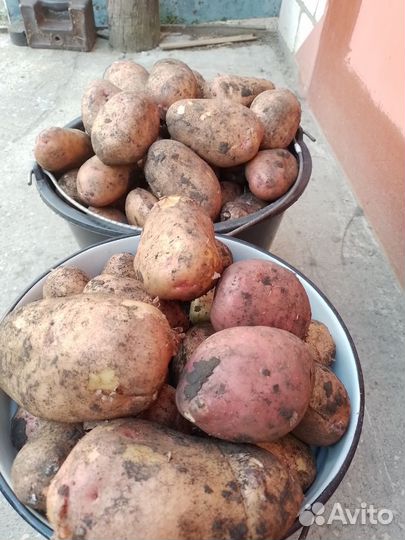 Картофель