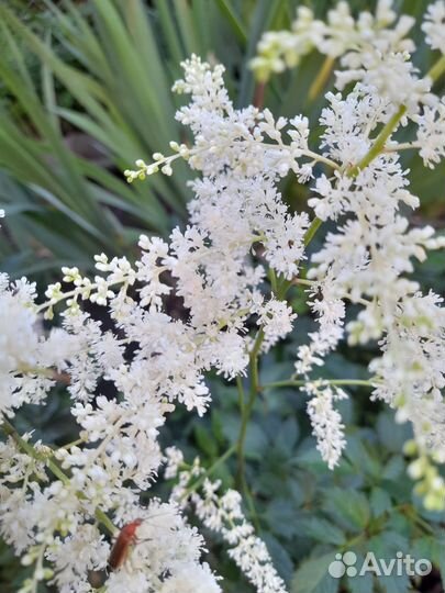 Астильба саженцы