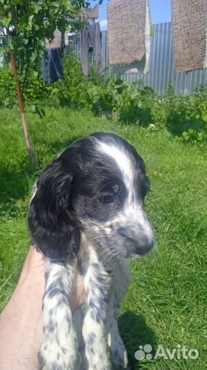 Щенки русского спаниеля