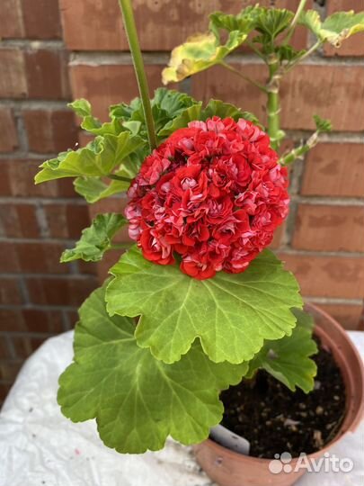 Пеларгония дубли, Часть -3