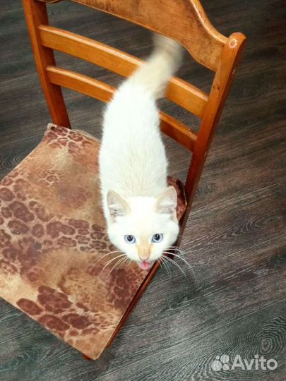 Шотландский Котенок в добрые руки