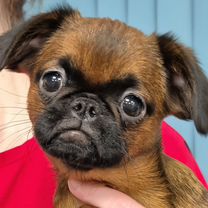 Пти-брабансон, щенок