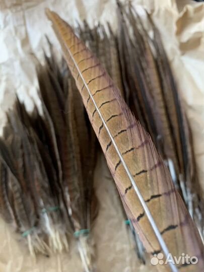 Перо фазана