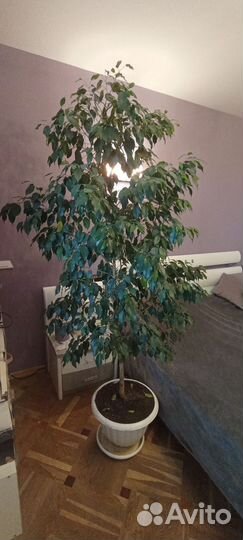 Бенджамина фикус 2метра