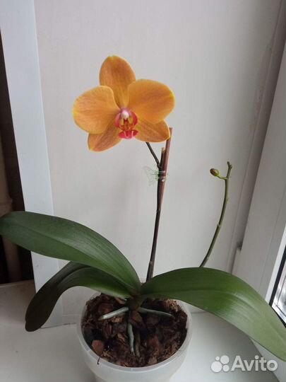 Орхидея фаленопсис