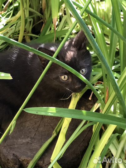 Котенок мальчик черный