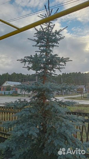 Голубая ель