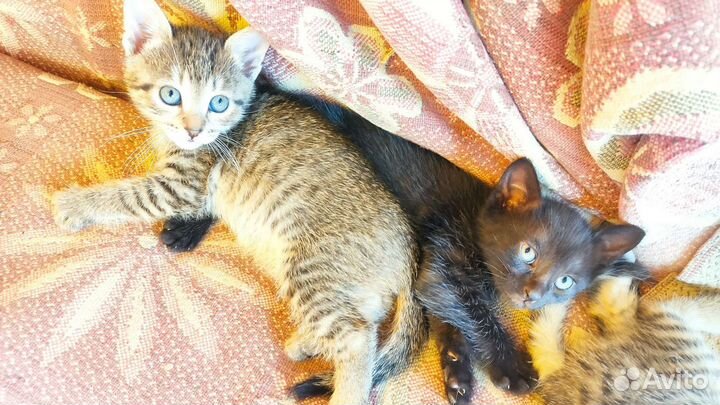 Котята в добрые руки