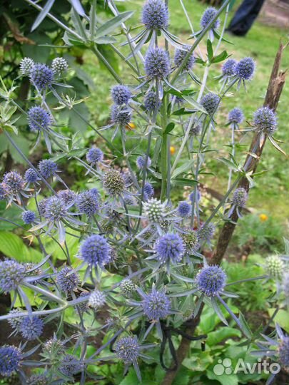 Синеголовник