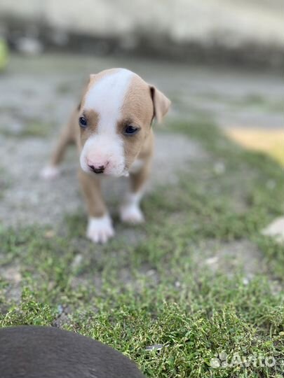 Щенки стаффорда