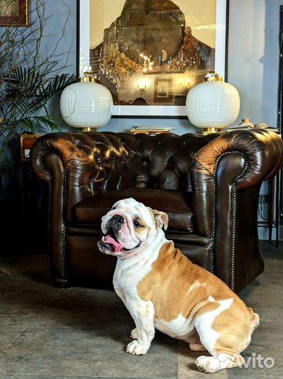 Собака английский бульдог для фотосессии