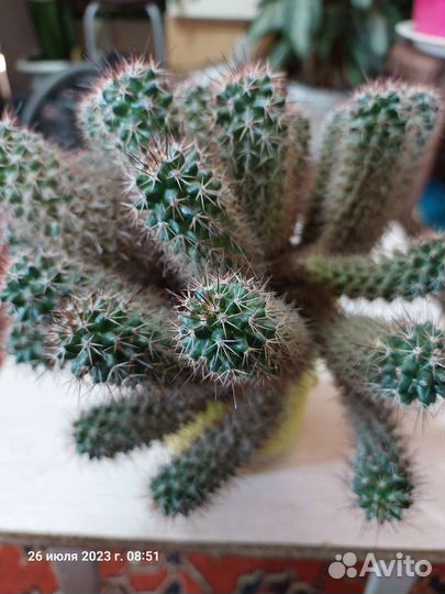 Комнатные цветы