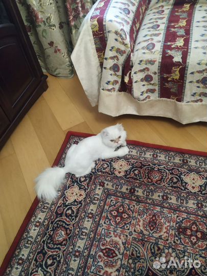 Персидский, 3х летний кот Оскар в добрые руки