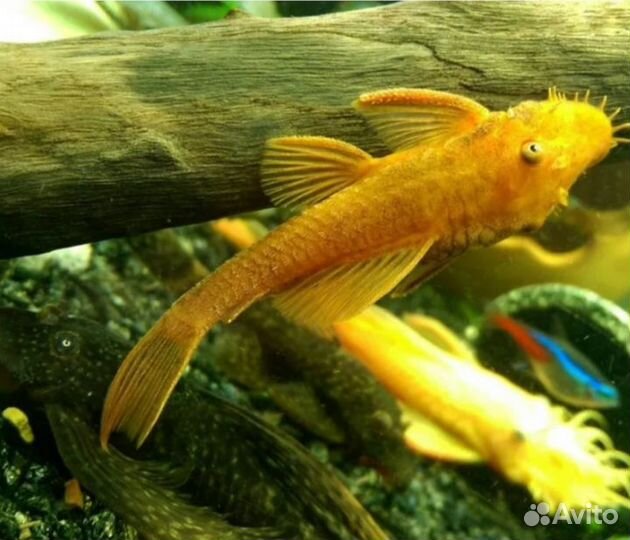 Аквариумные рыбки