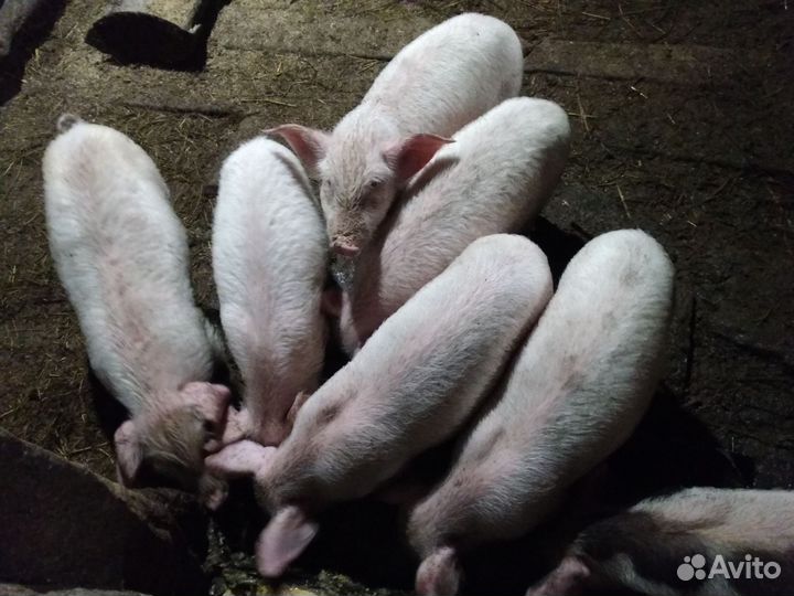 Поросенок Дюрок +ландрас