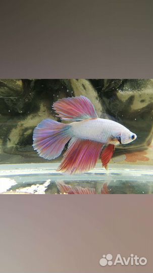 Рыбка петушок