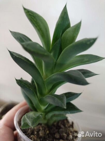 Кактусы и Суккуленты