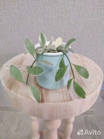 Хойи разные ч.2