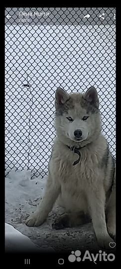 Отдам в добрые руки хаски