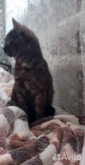 Кошечка в добрые руки