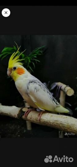 Птенцы попугая корелла 3-4 месяца