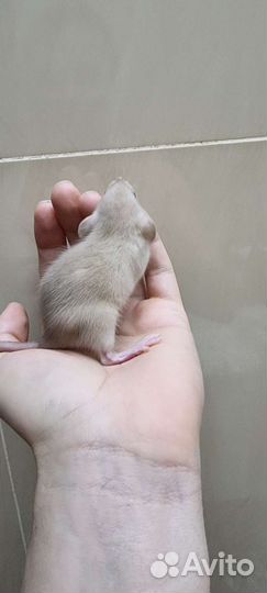 Крыса крысята крысята дамбо крысята сиамские