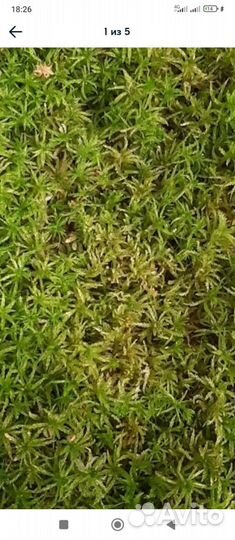 Коробка подарочная с мхом