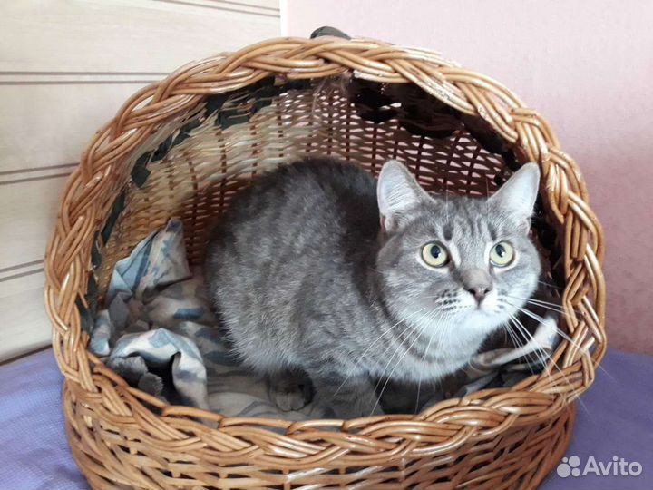 Лиза ищет дом, стерилизована