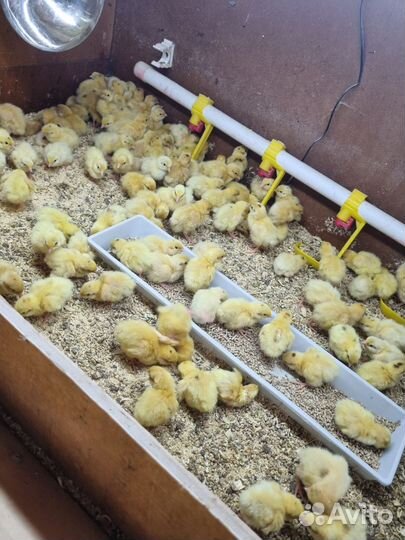 Перепела суточные