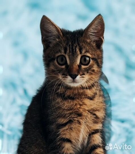Котёнок мальчик
