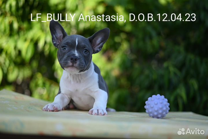 Щенок Американского Булли покет