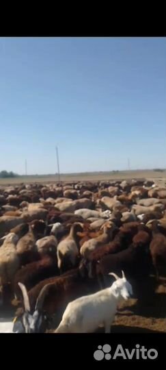 Продается овцепоголовье