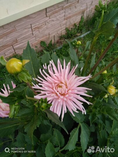 Георгины клубни