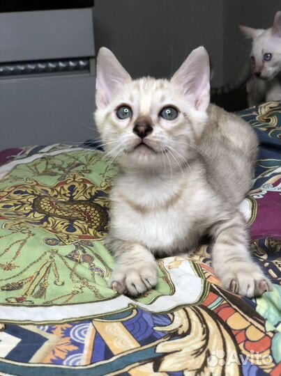 Бенгальские котята