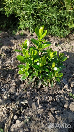 Саженцы самшита