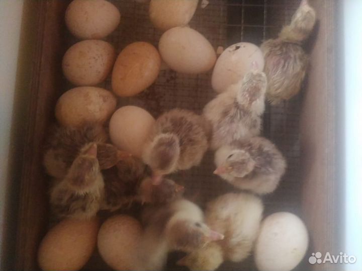 Индюшата Ред Бурбон