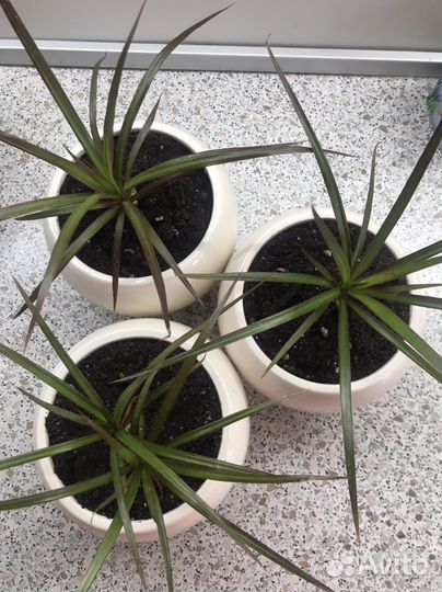 Драцена окаймленная