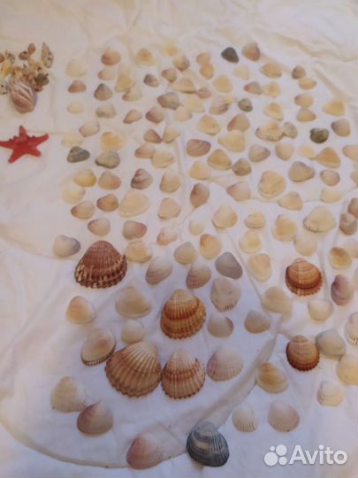 Набор ракушек для творчества