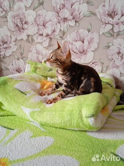 Бенгальская кошка