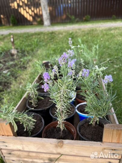 Лаванда саженцы