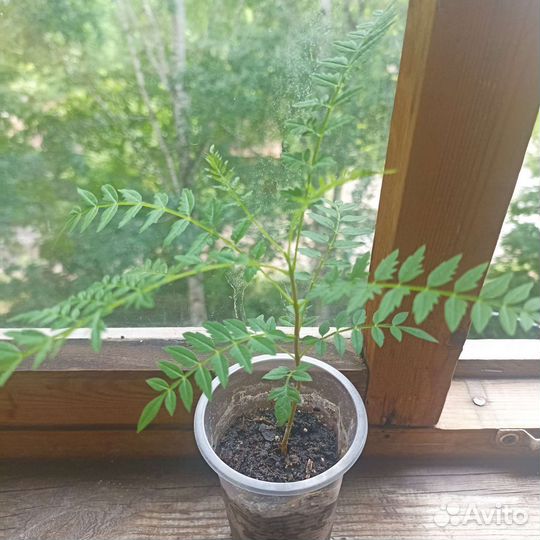 Жакаранда фиалковое дерево